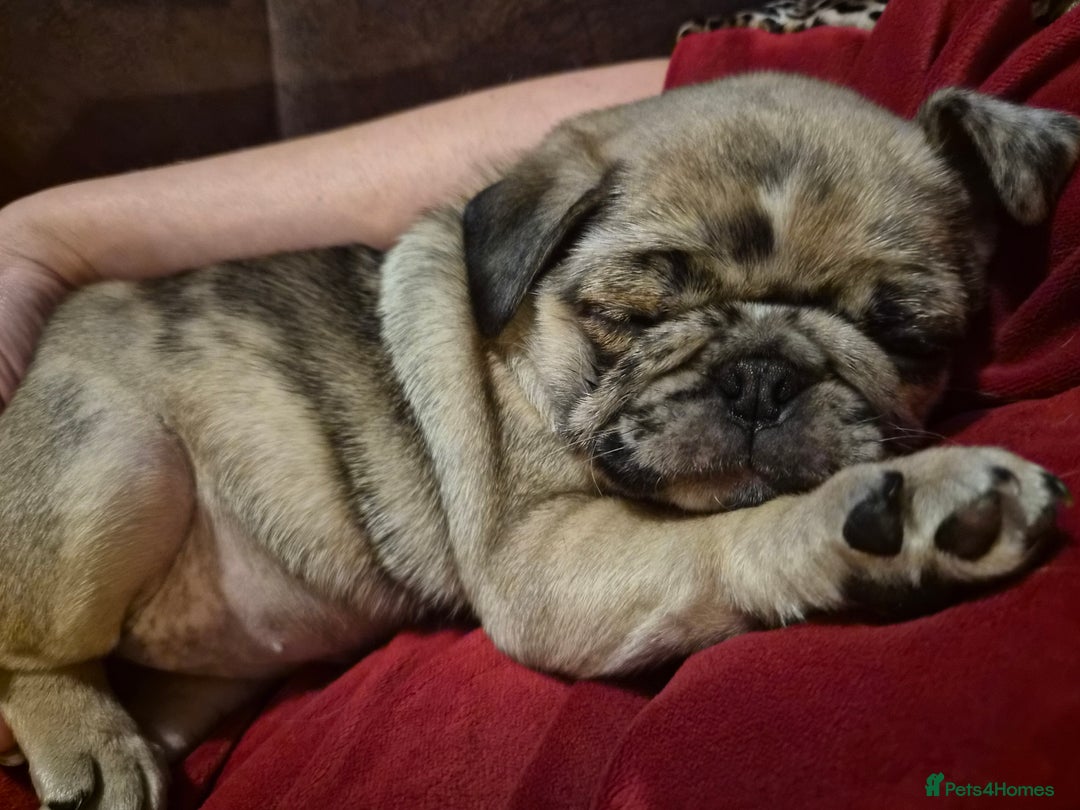 Pug dogs for sale: PUG PUPPIES! READY NOW - Advert 3