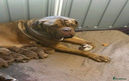 Dogue De Bordeaux dogs for sale: Dogue de Bordeaux puppies now available! - Image 17