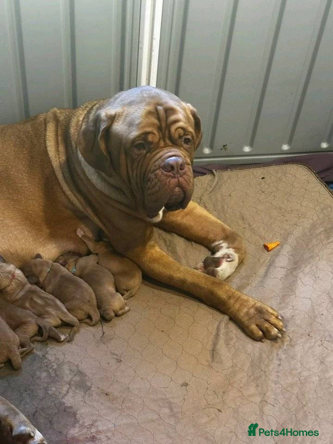 Dogue De Bordeaux dogs for sale: Dogue de Bordeaux puppies now available! - Image 17
