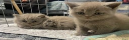British Shorthair cats for sale: Purebred  British Shorthair Kittens - Advert 3