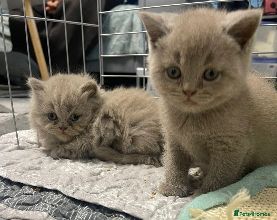 British Shorthair cats for sale: Purebred  British Shorthair Kittens - Advert 3