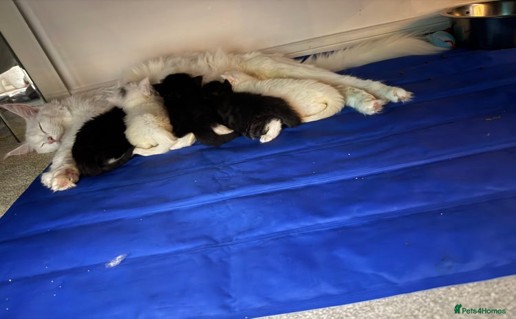 Maine Coon cats Maine Coon kittens some polydactyl.  - Advert 1