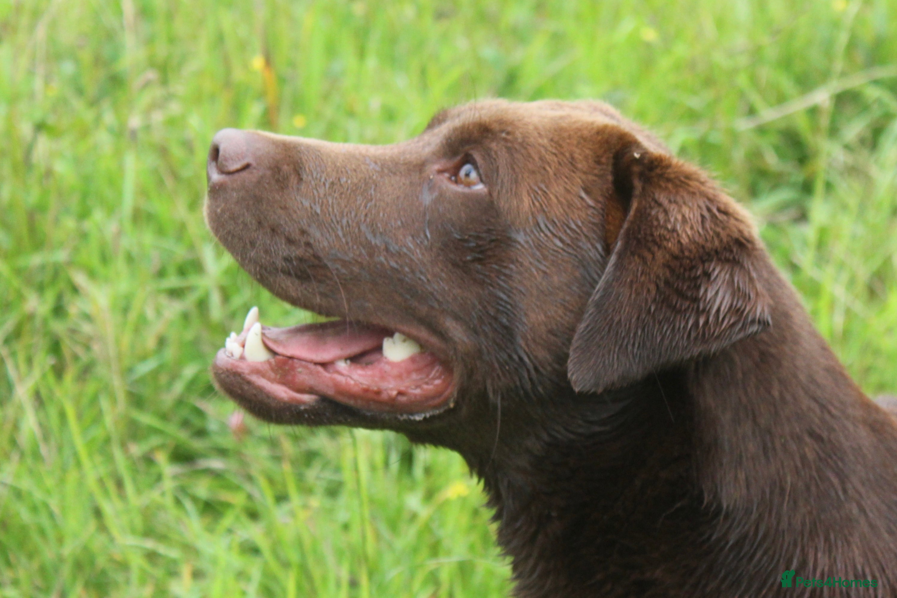 Labrador Retriever dogs 0/0 Hips and Elbows Proven Chocolate Labrador Stud in Totnes - Advert 4