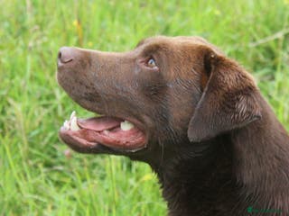 Labrador Retriever dogs 0/0 Hips and Elbows Proven Chocolate Labrador Stud in Totnes - Advert 8