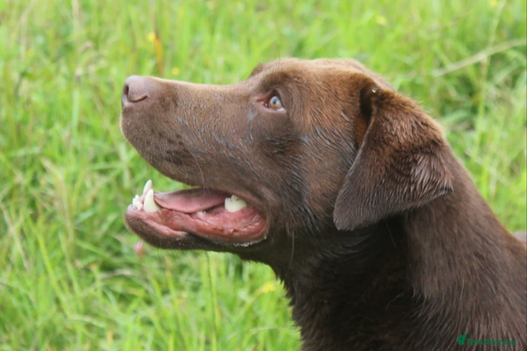 Labrador Retriever dogs for stud: 0/0 Hips and Elbows Proven Chocolate Labrador Stud in Totnes - Advert 1