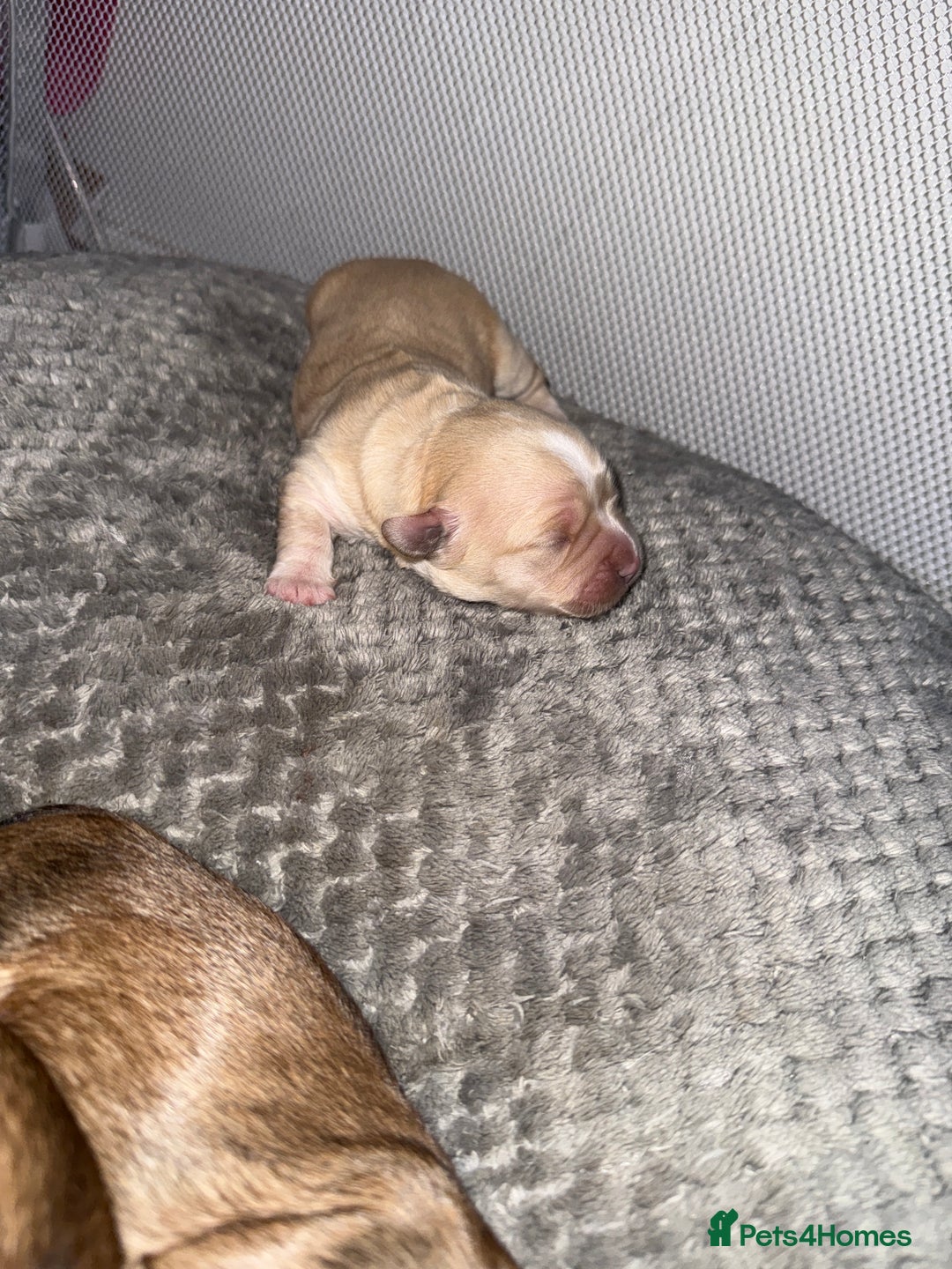 Mixed Breed dogs for sale: Shihpoo mix pups - Advert 4