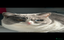 British Shorthair cats for sale: Odd eyed British shorthair male for sale  - Advert 5