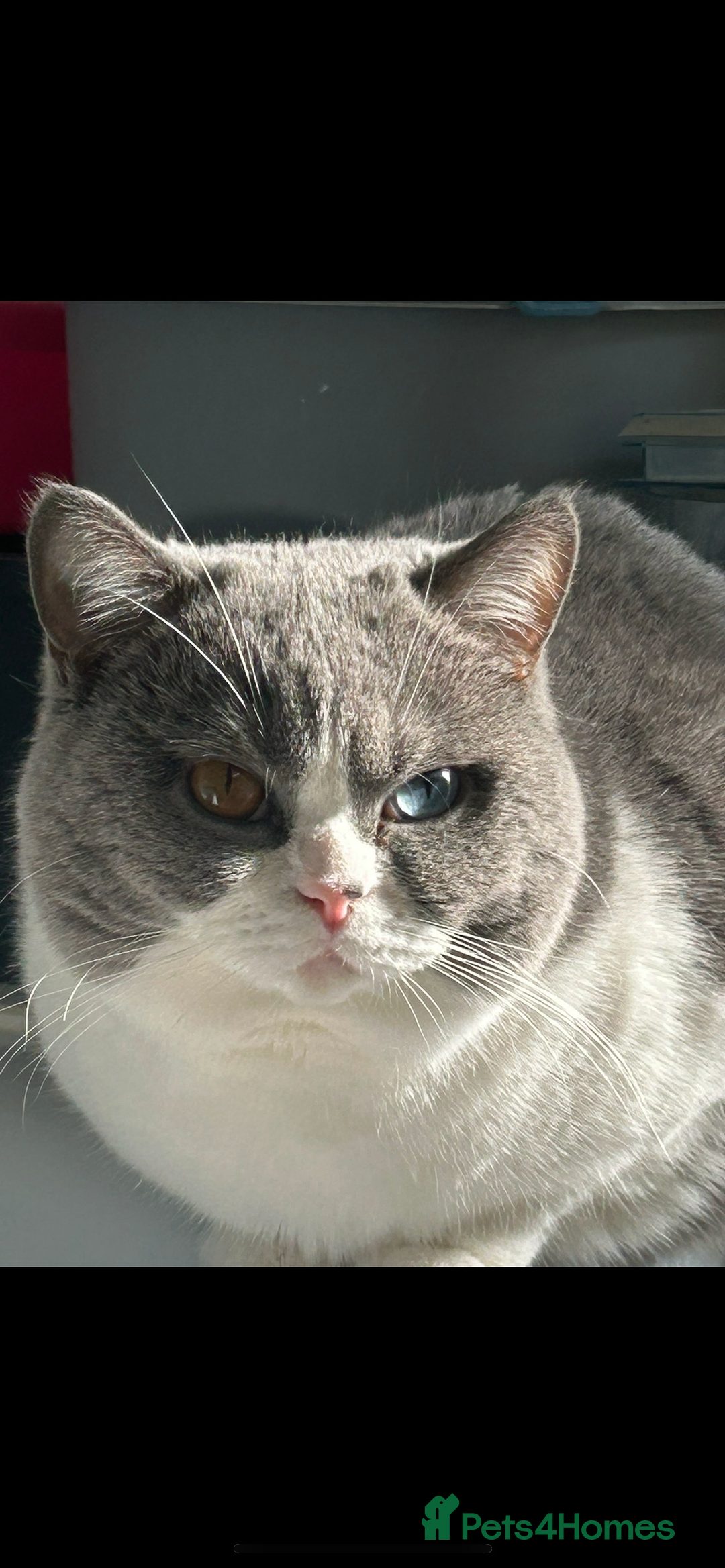 British Shorthair cats for sale: Odd eyed British shorthair male for sale  - Advert 5