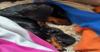 Miniature Dachshund dogs Ready to go - 3 Left - Miniature Dachshund Puppies - Advert 3