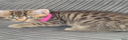 Norwegian Forest Cat cats for sale: Norwegian Forest cat X Bengal!  - Advert 3