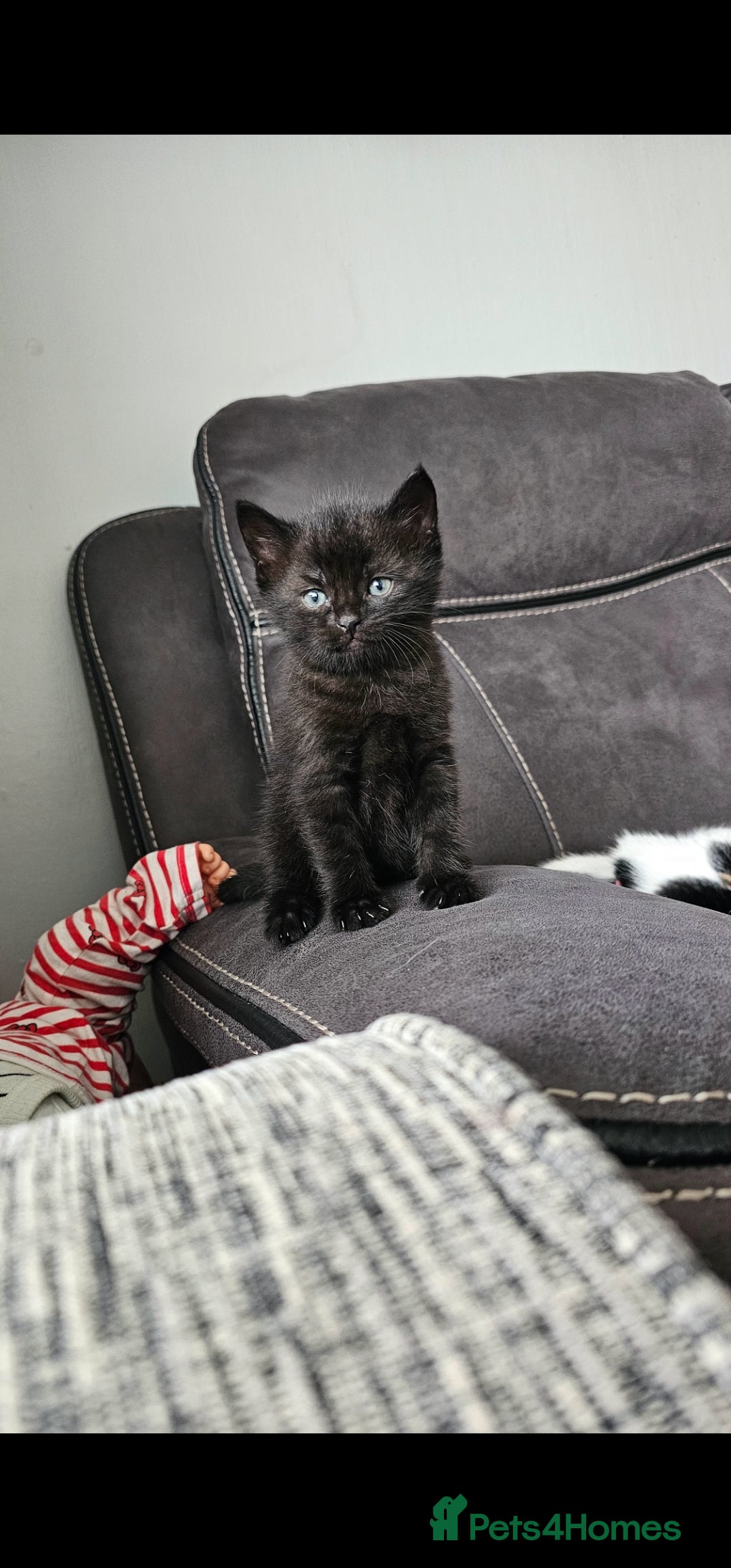 Mixed Breed cats for sale: Kitten for sale  - Image 5