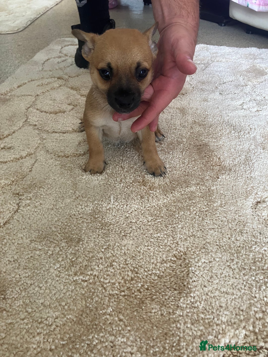 Pomchi dogs for sale: 3 girls pomchi - Image 3