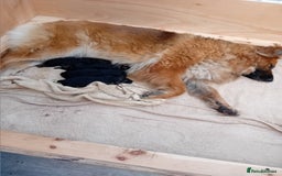 German Shepherd dogs for sale: 4 Stunning German Shepherd Puppies - Image 10