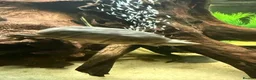 Turtle reptiles for sale: 2 musk turtles  in Camberley - Advert 1