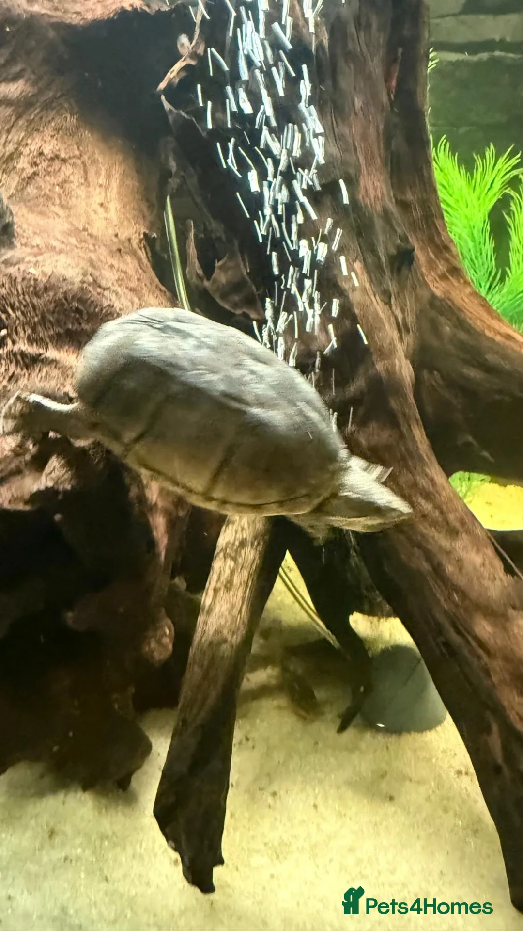 Turtle reptiles for sale: 2 musk turtles  in Camberley - Advert 1