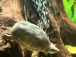 Turtle reptiles 2 musk turtles. Offers considered - Advert 1