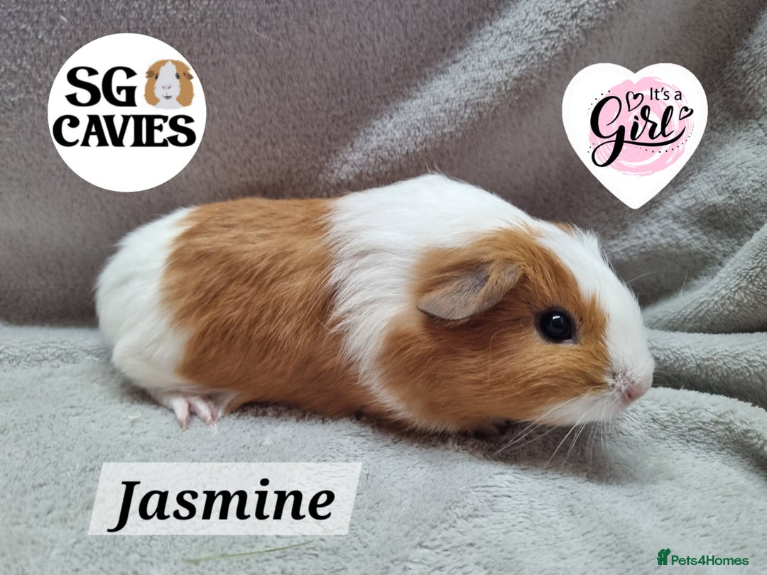 Guinea Pig rodents for sale: Stunning baby guinea pigs available  - Image 2