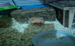 Hamster rodents for sale: Syrian hamster with full set up - Image 3