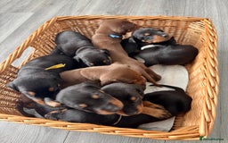 Dobermann dogs for sale: Doberman pups - Image 13