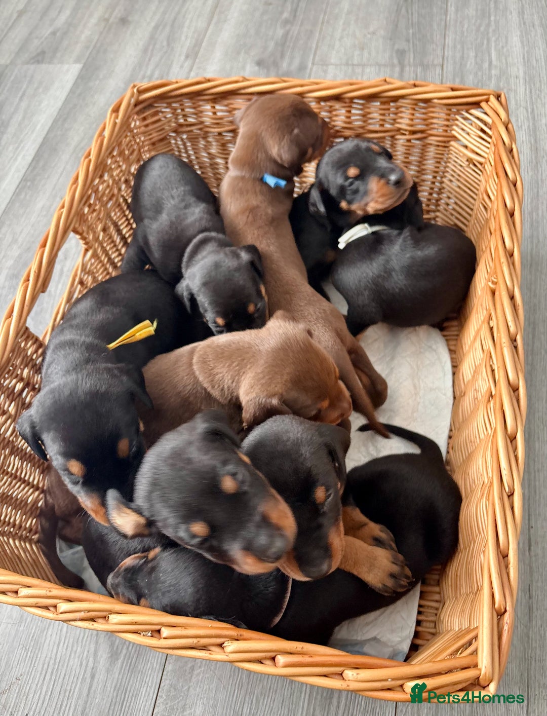 Dobermann dogs for sale: Doberman pups - Image 13