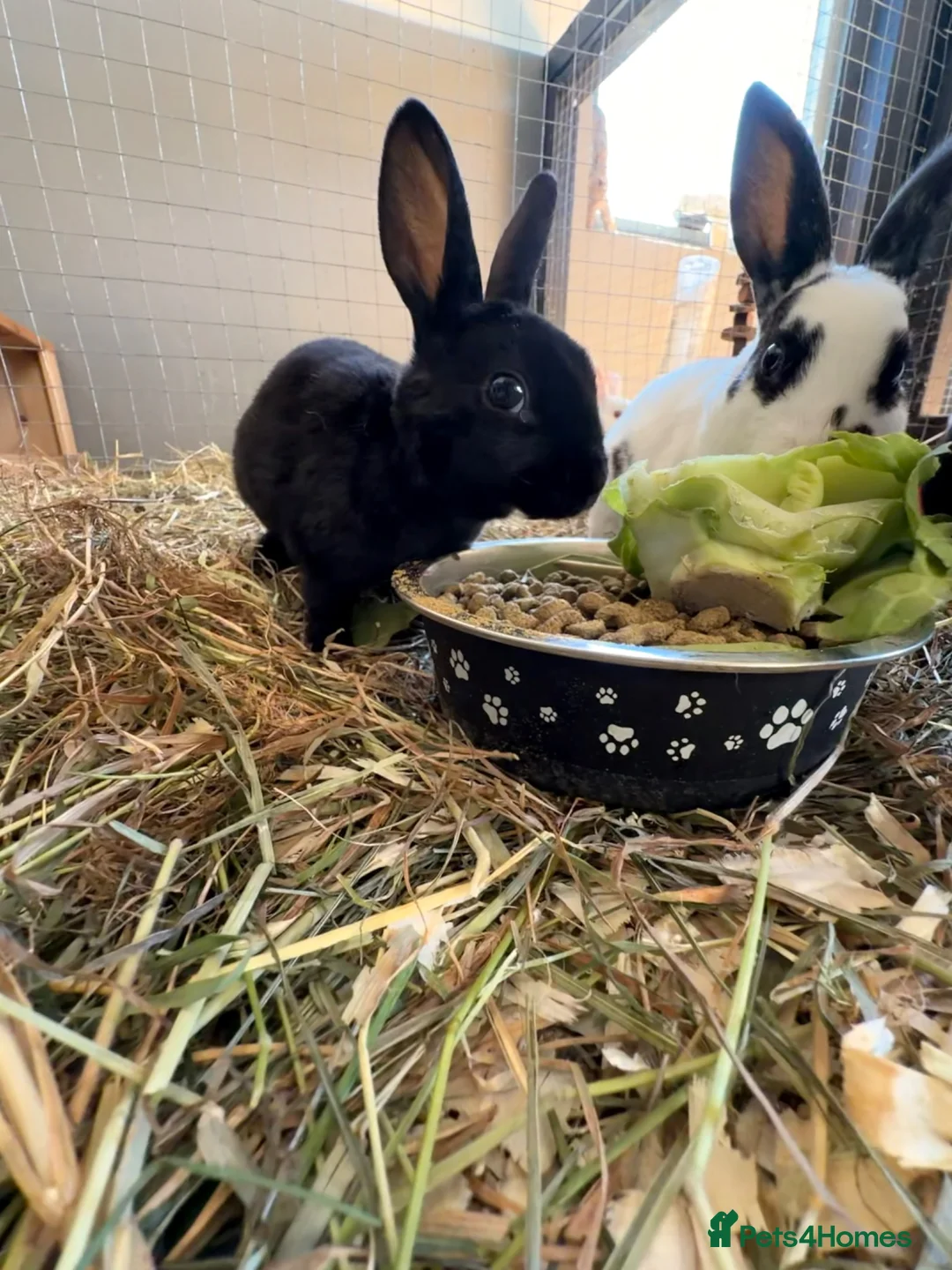 Rex rabbits for sale: Rex rabbits  in Bushmills - Advert 6