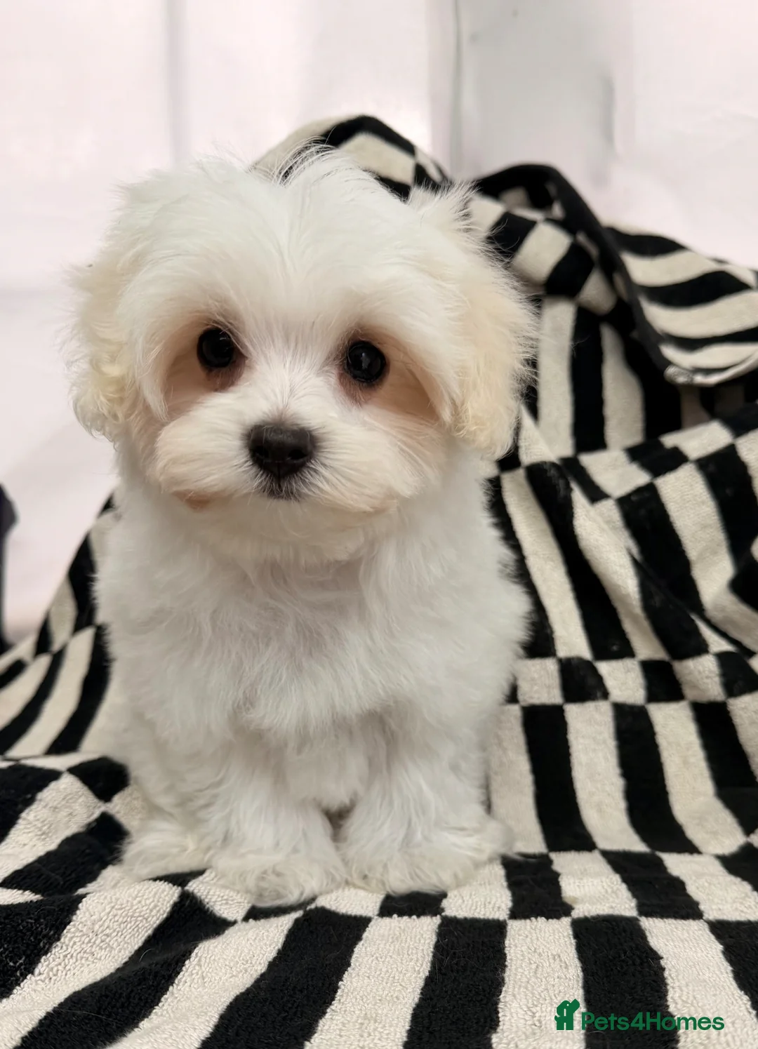Maltipoo dogs for sale: Maltipoos,DNA health tested parents  - Advert 1