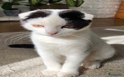 Scottish Fold cats for sale: 3 kittens - Image 7