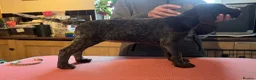 German Wirehaired Pointer dogs for sale: Ready to go to their new homes - Advert 2