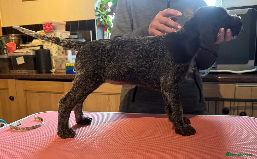 German Wirehaired Pointer dogs for sale: Ready to go to their new homes - Advert 2