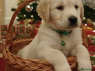 Golden Retriever dogs for sale: 🐶 beautiful golden retriever puppies ❤️ - Advert 1