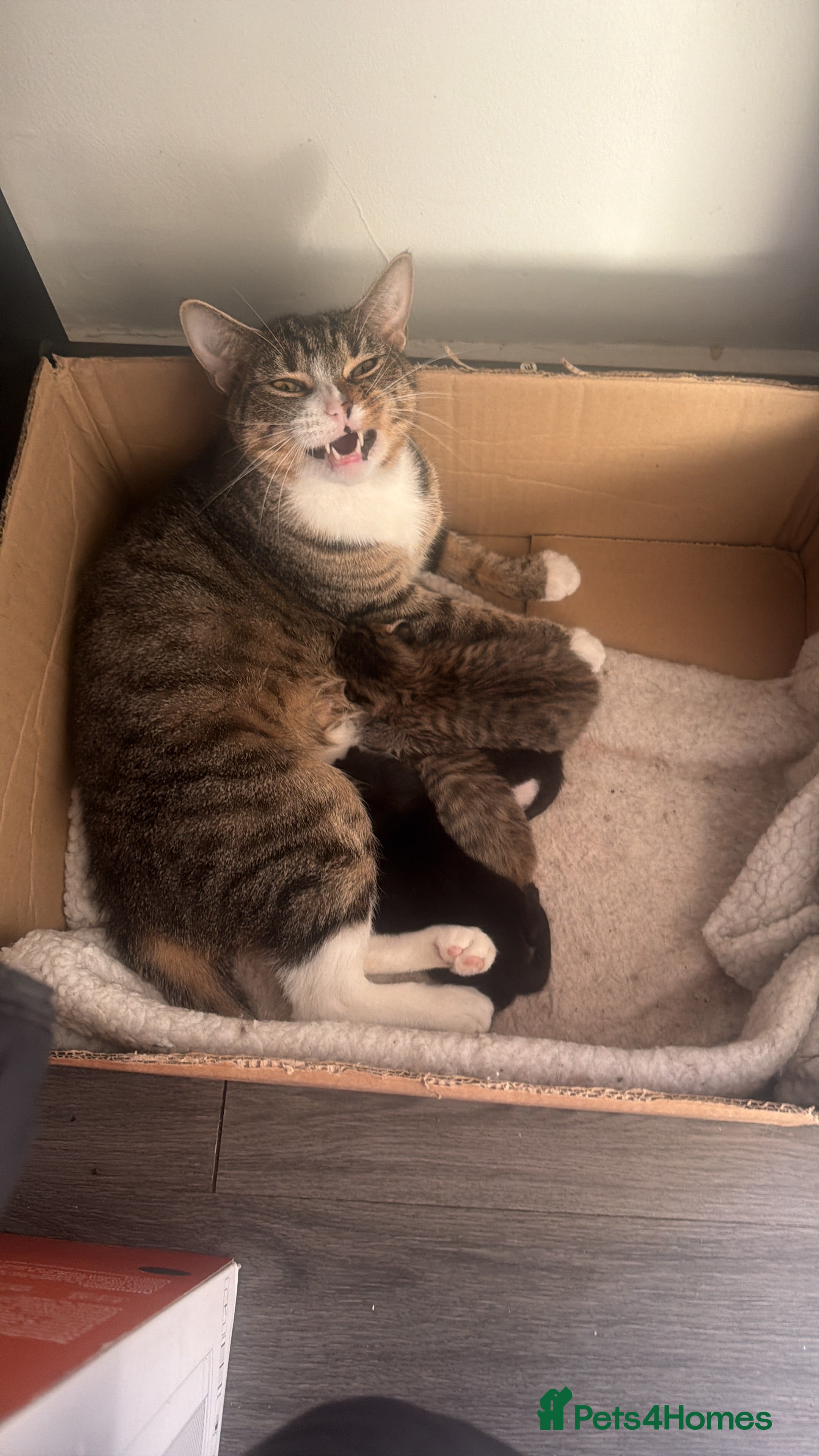 Mixed Breed cats Beautiful kittens - Advert 3