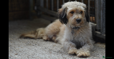 Mixed Breed dogs - Advert 5