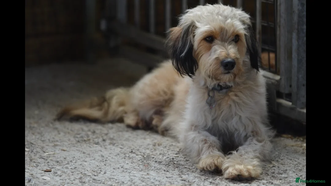 Mixed Breed dogs for sale: Stunning litter of 3/4 Toy Poodle X Welsh Collie - Advert 4