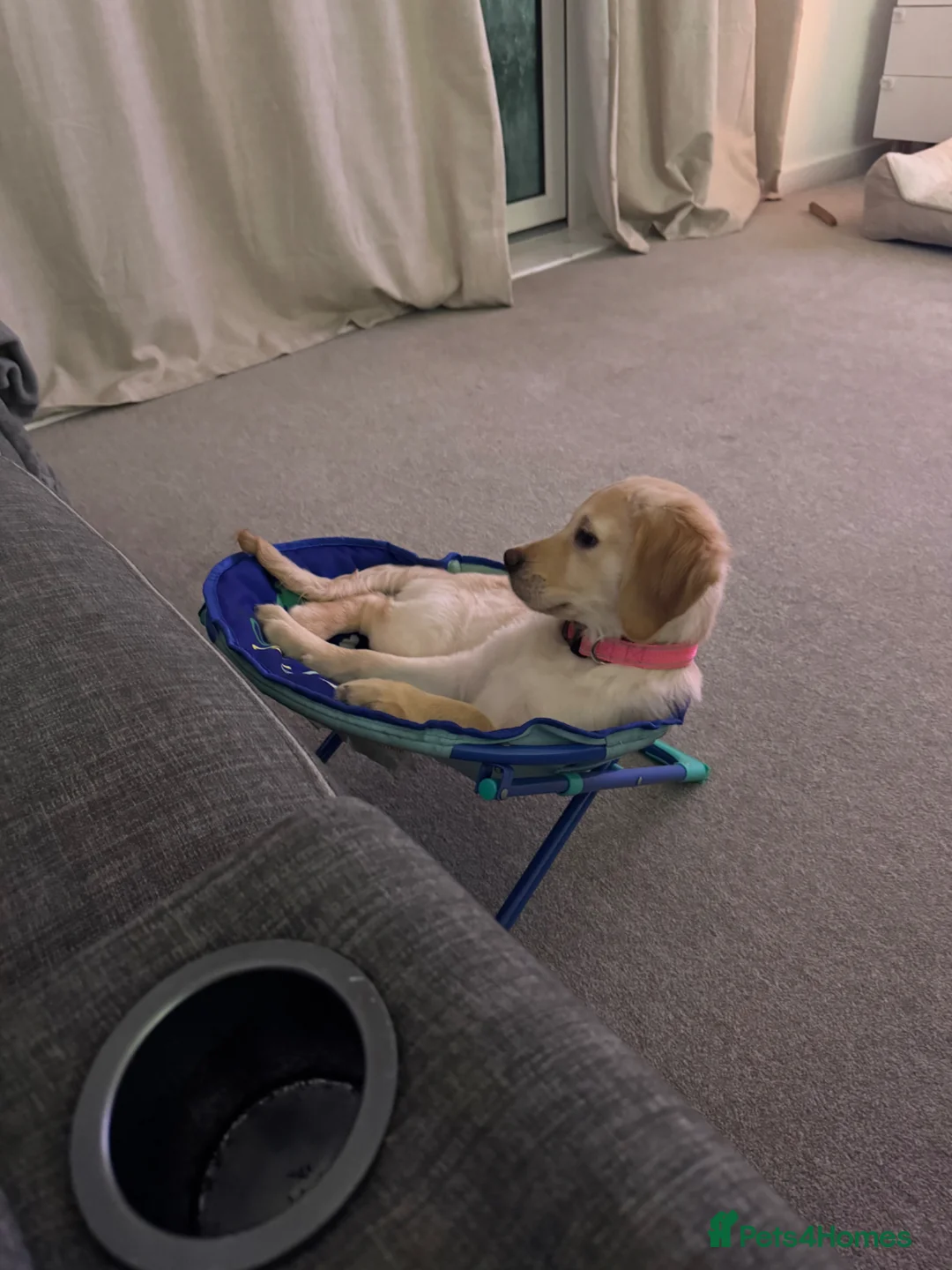 Golden Retriever dogs for sale: 7 Month Golden Retriever- KC reg  in Burgess Hill - Advert 4