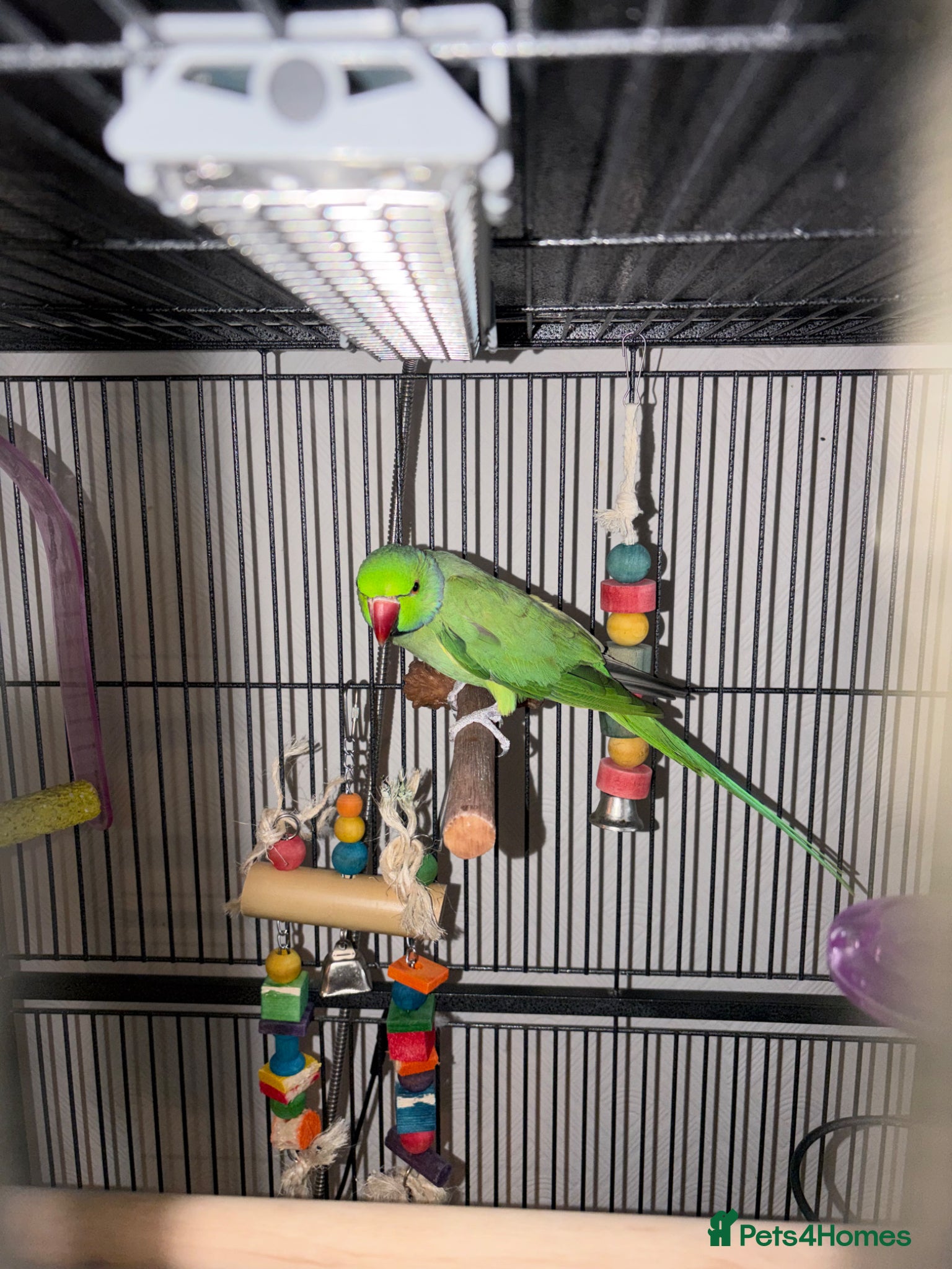 Parakeets birds Indian Ringneck  - Advert 2