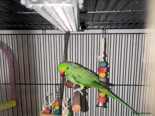 Parakeets birds Indian Ringneck - Advert 2