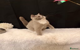 British Shorthair cats for sale: FULL PEDIGREE, REGISTERED BSH - Image 24