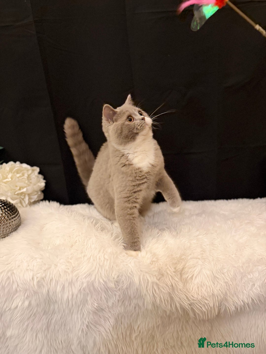British Shorthair cats for sale: FULL PEDIGREE, REGISTERED BSH - Image 24