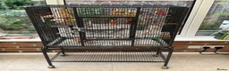 Budgerigars birds for sale: Male Rainbow Budgie with large cage and stand - Advert 3
