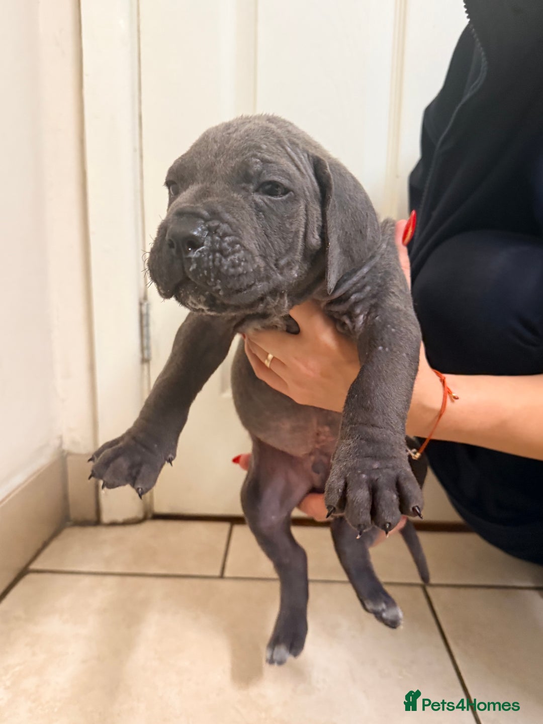 Cane Corso dogs for sale: Beautiful Cane Corso puppies available - Advert 17