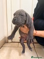 Cane Corso Puppy 4