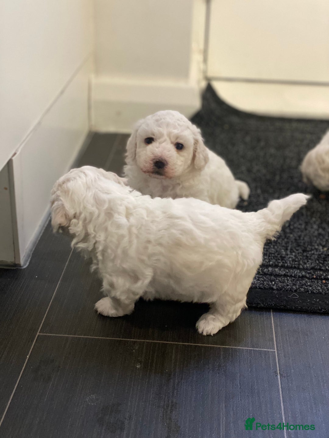 Bichon Frise dogs for sale: Beautiful Bichon frise puppies - Advert 12
