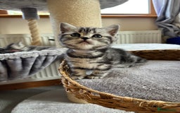 British Shorthair cats for sale: ❤️💙 GORGEOUS SILVER TABBY BSH CHAMPION LINES 💙❤️ - Image 11
