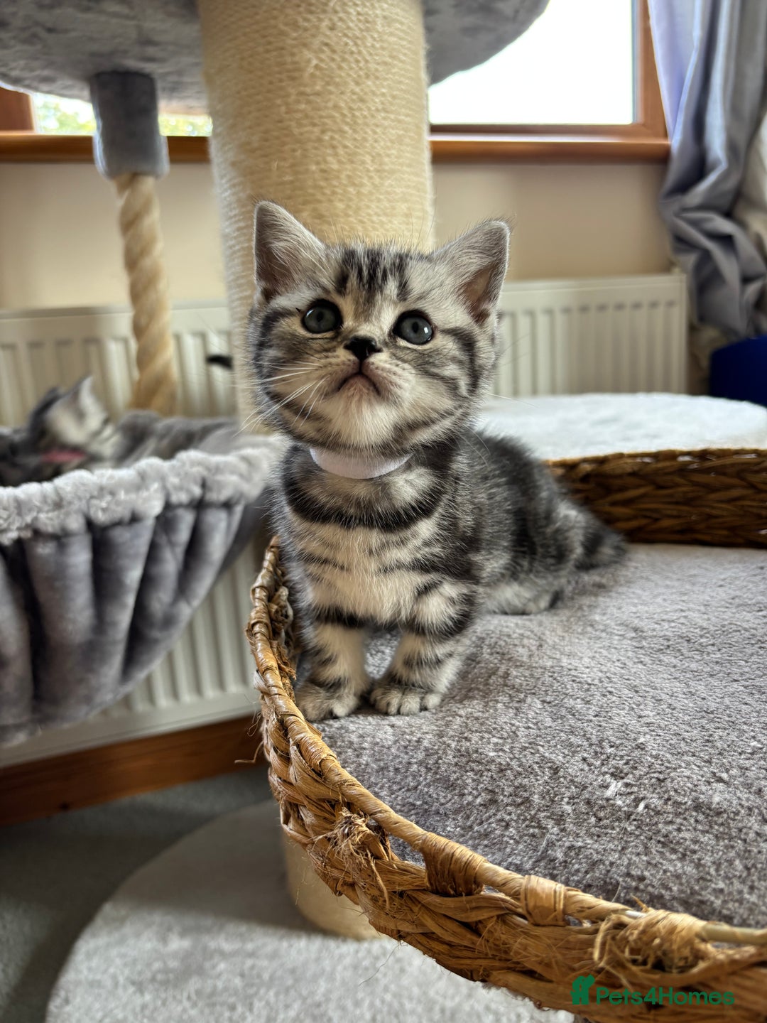 British Shorthair cats for sale: ❤️💙 GORGEOUS SILVER TABBY BSH CHAMPION LINES 💙❤️ - Image 11