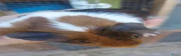 Guinea Pig rodents for sale: Dutch guineapigs  - Advert 1
