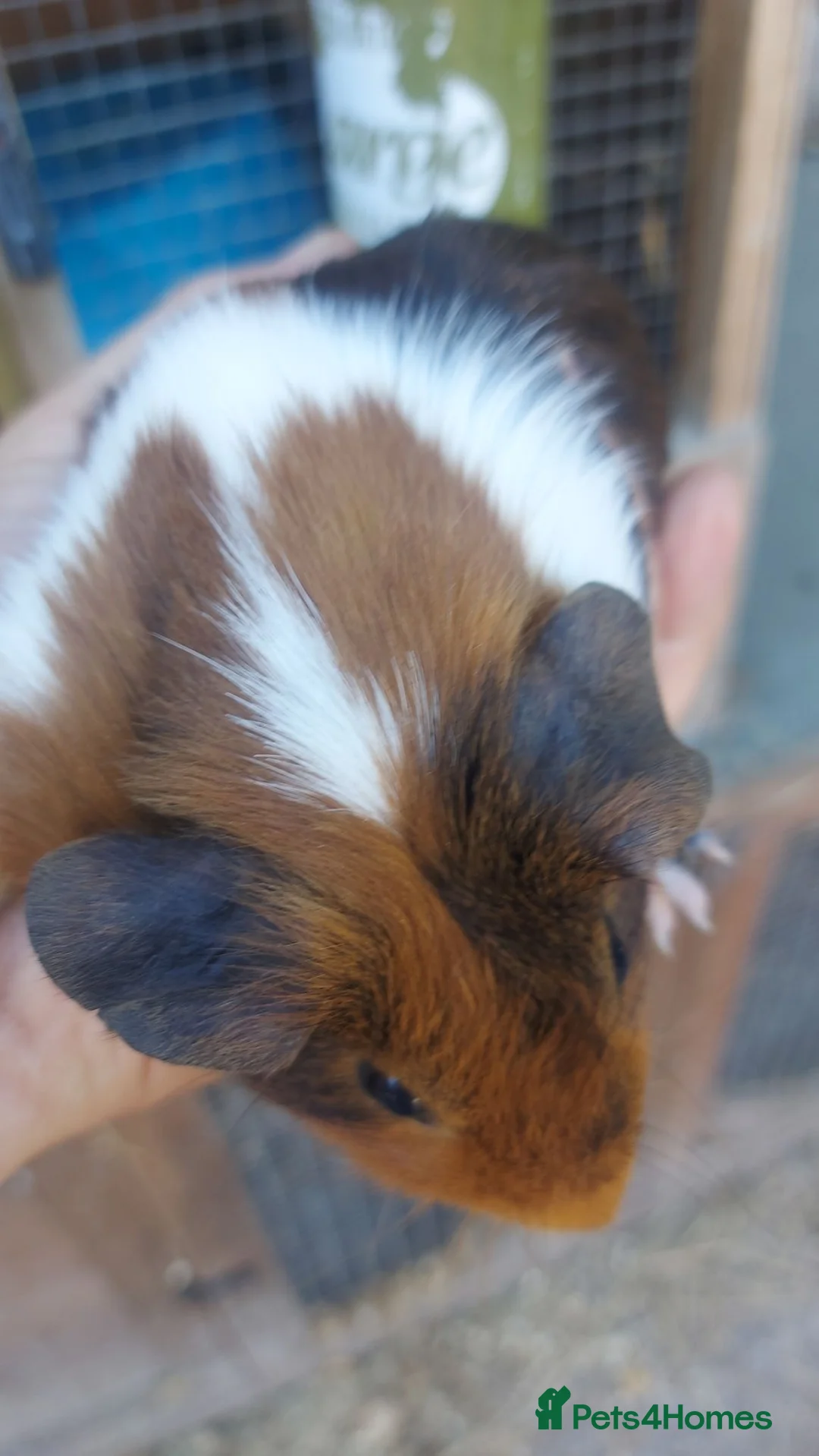 Guinea Pig rodents for sale: Dutch guineapigs  - Advert 1