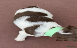 English Springer Spaniel dogs for sale: English Springer Spaniel pups - Image 8