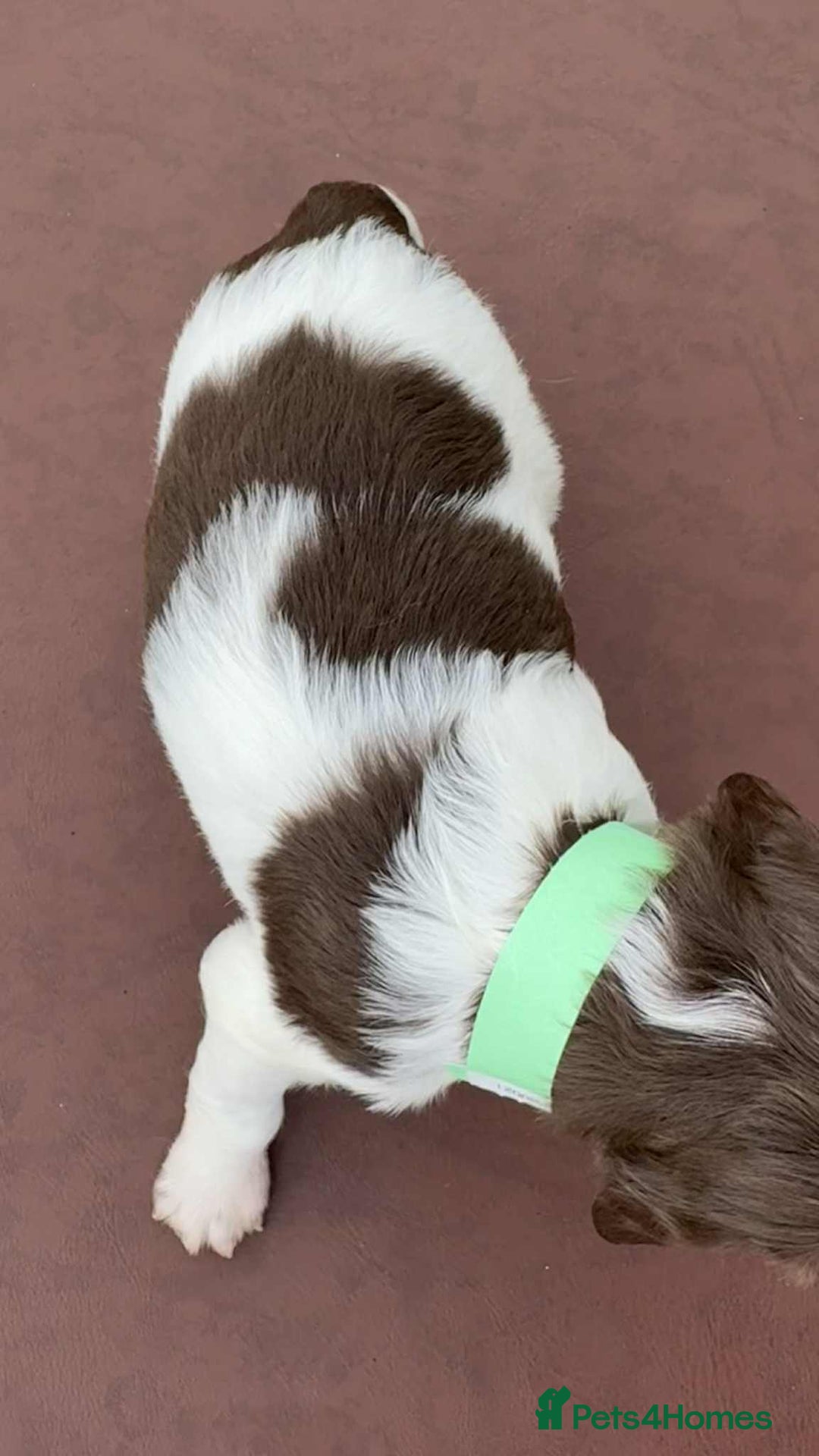 English Springer Spaniel dogs for sale: English Springer Spaniel pups - Image 8