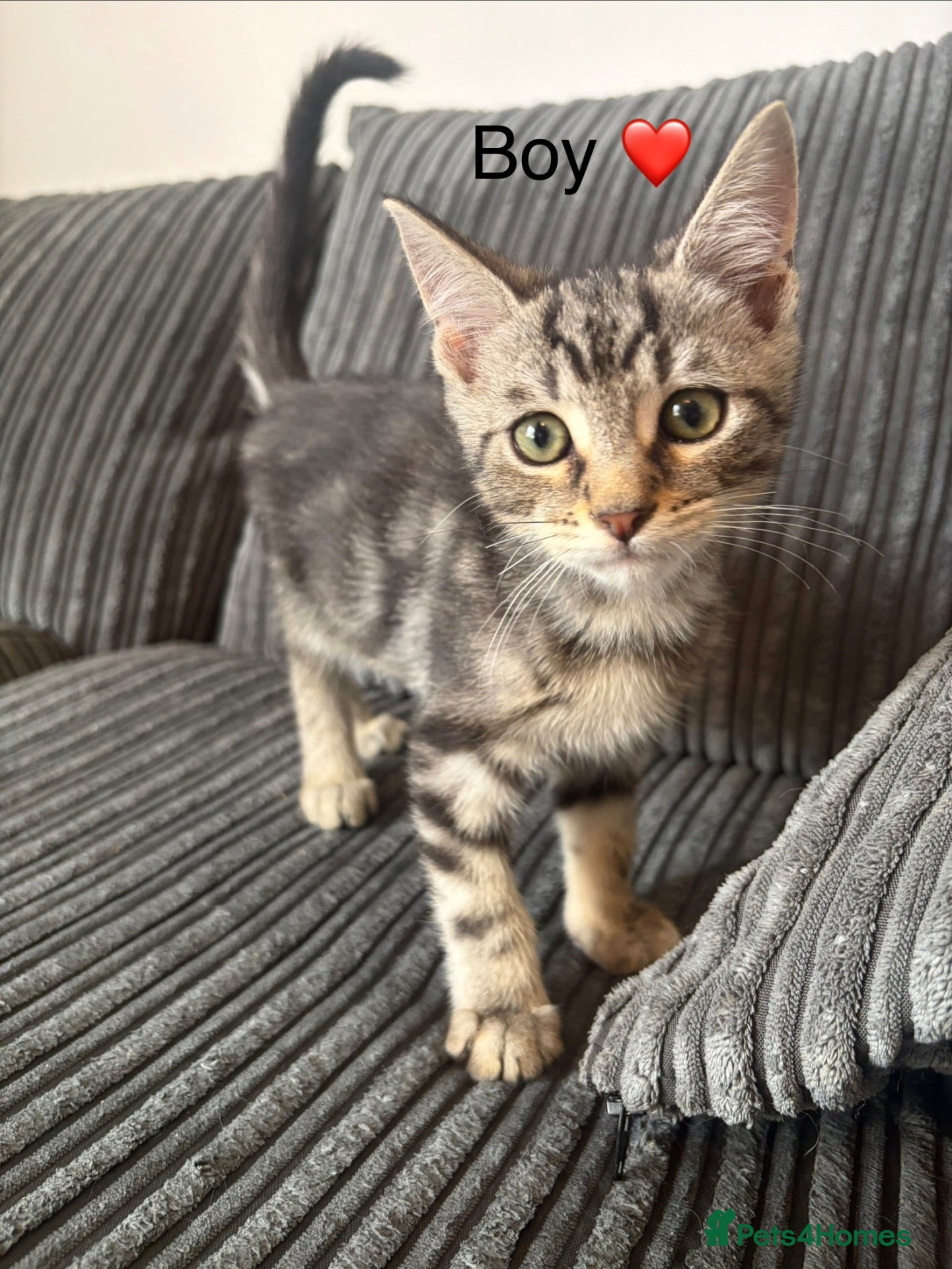 Mixed Breed cats Mixed Maine Coon - Advert 1