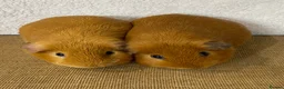 Guinea Pig rodents for sale: 2 pairs of stunning Guinea pigs ready now - Advert 4